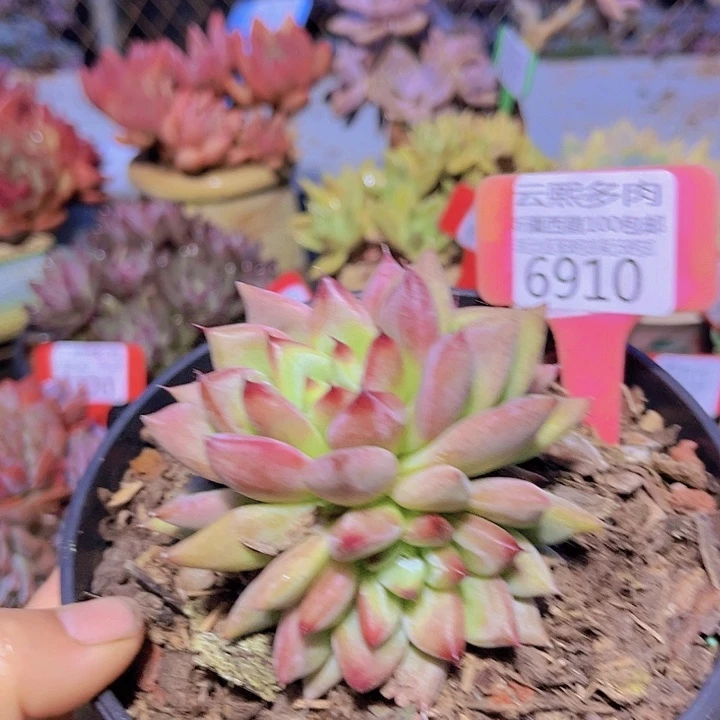 6910婚戒。