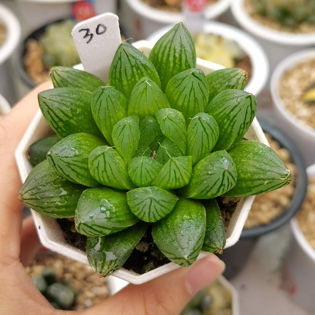 30号实生玉露一物一拍带盆土发货