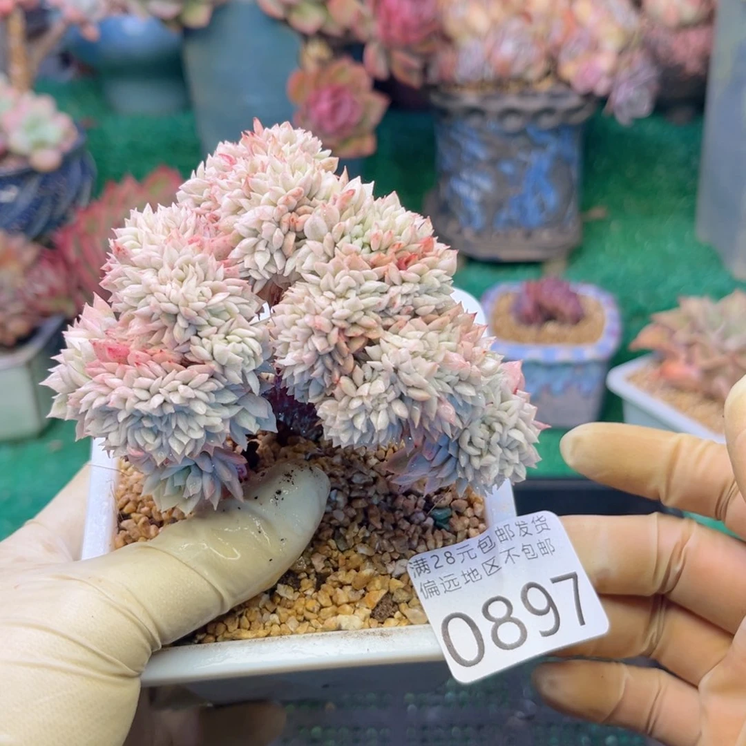 大0897:¥：）d g d h vb b