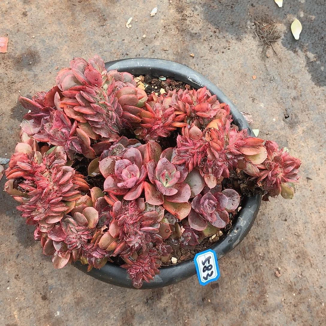 583蒙娜丽莎 一物一拍多肉