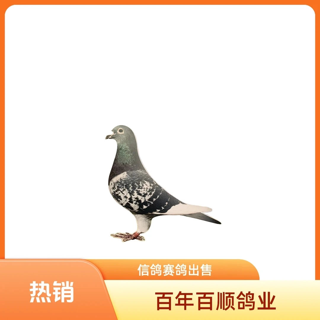 信鸽赛鸽种鸽成绩鸽生鲜等等