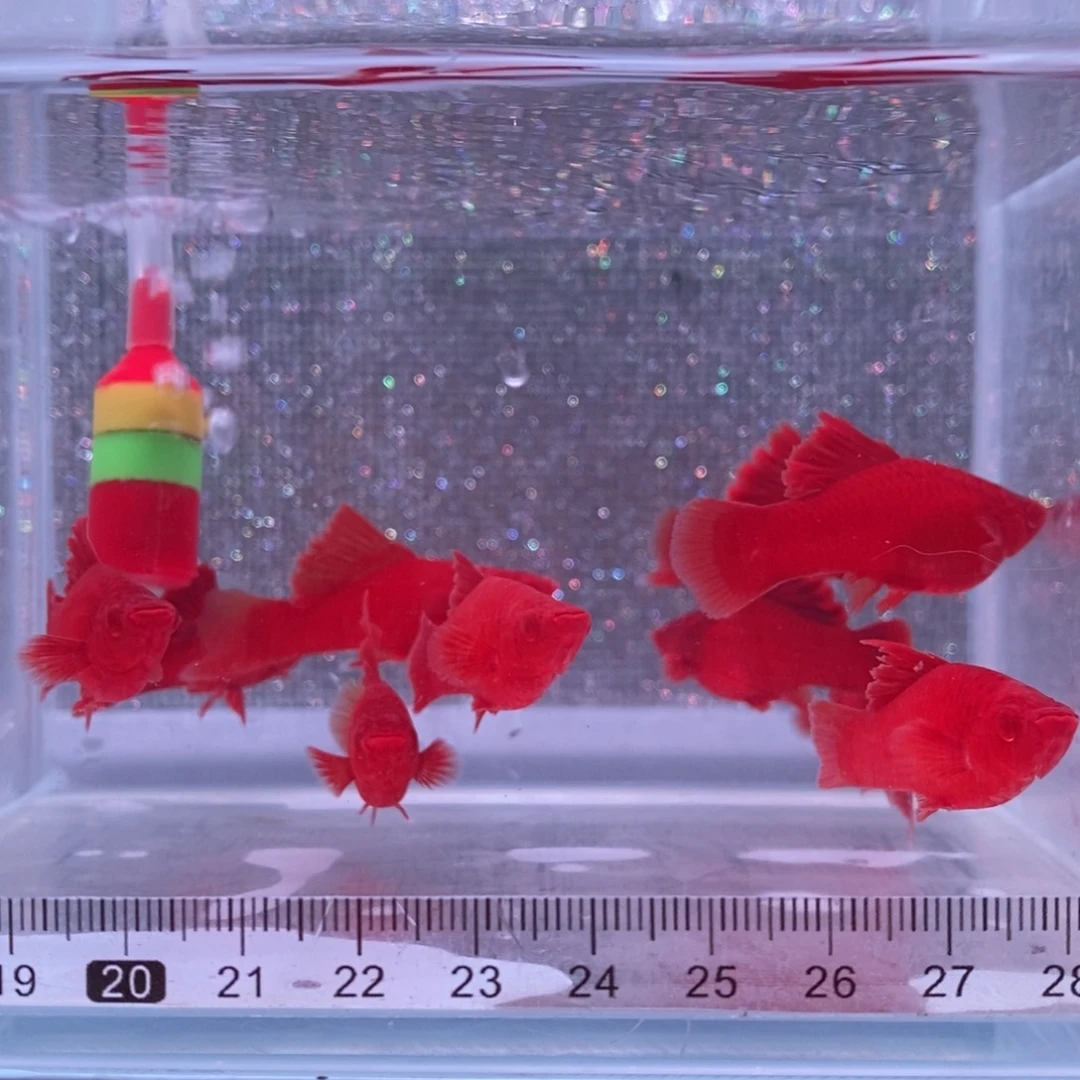 红剑鱼高鳍红剑亚成4公6母