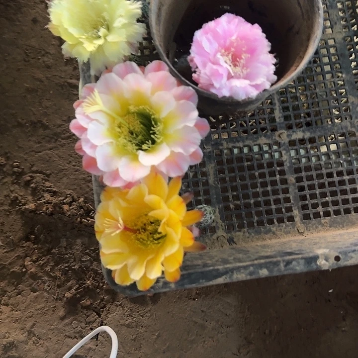 张***莹丽1侧芽3公分丽花仙人球
