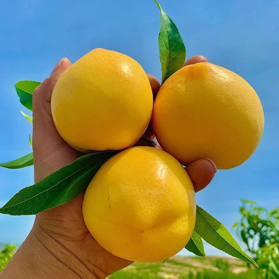 黄桃油桃山东蒙阴蜜桃中油4号现摘现发新鲜大果皮薄脆甜整箱包邮