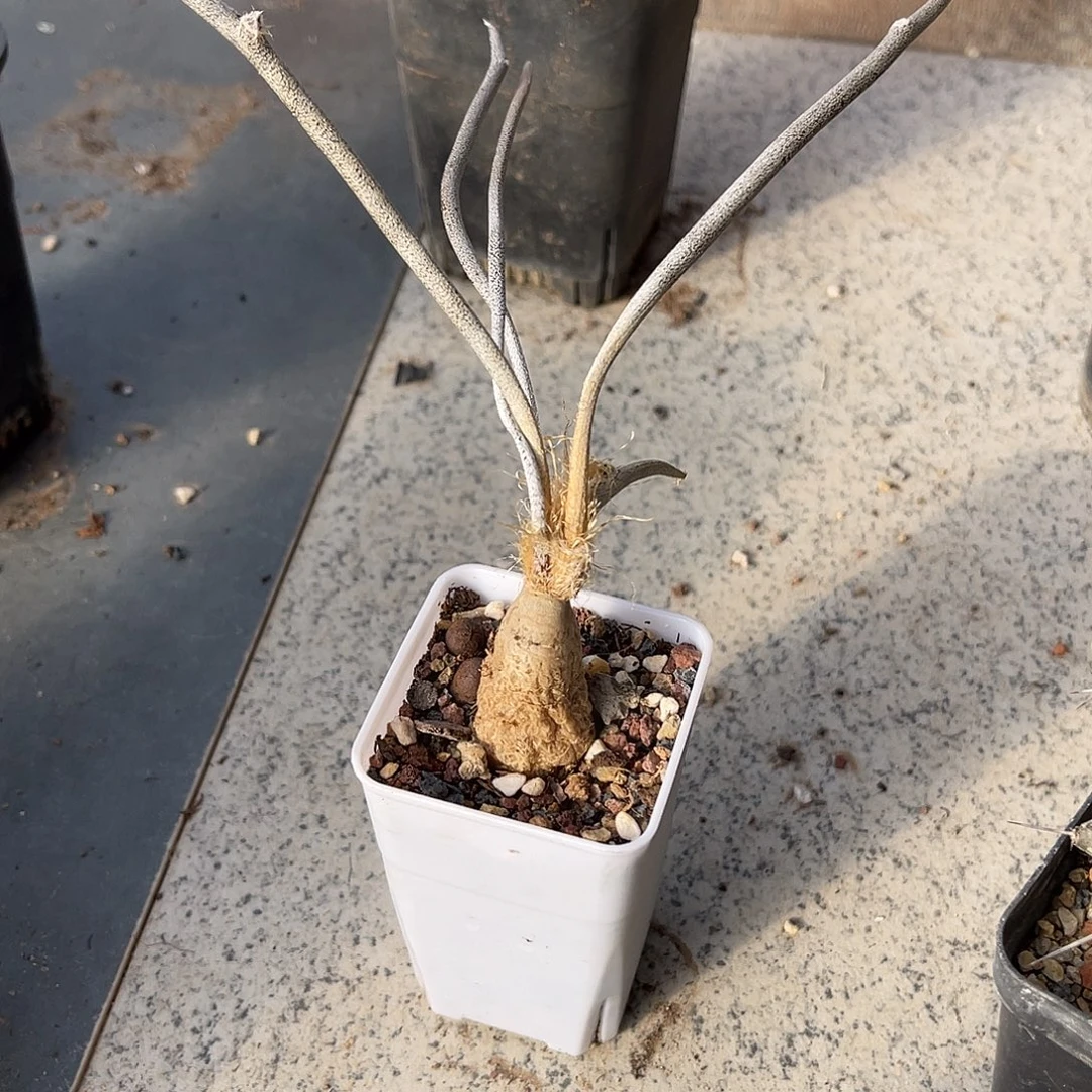 实生美杜莎块根一物一拍