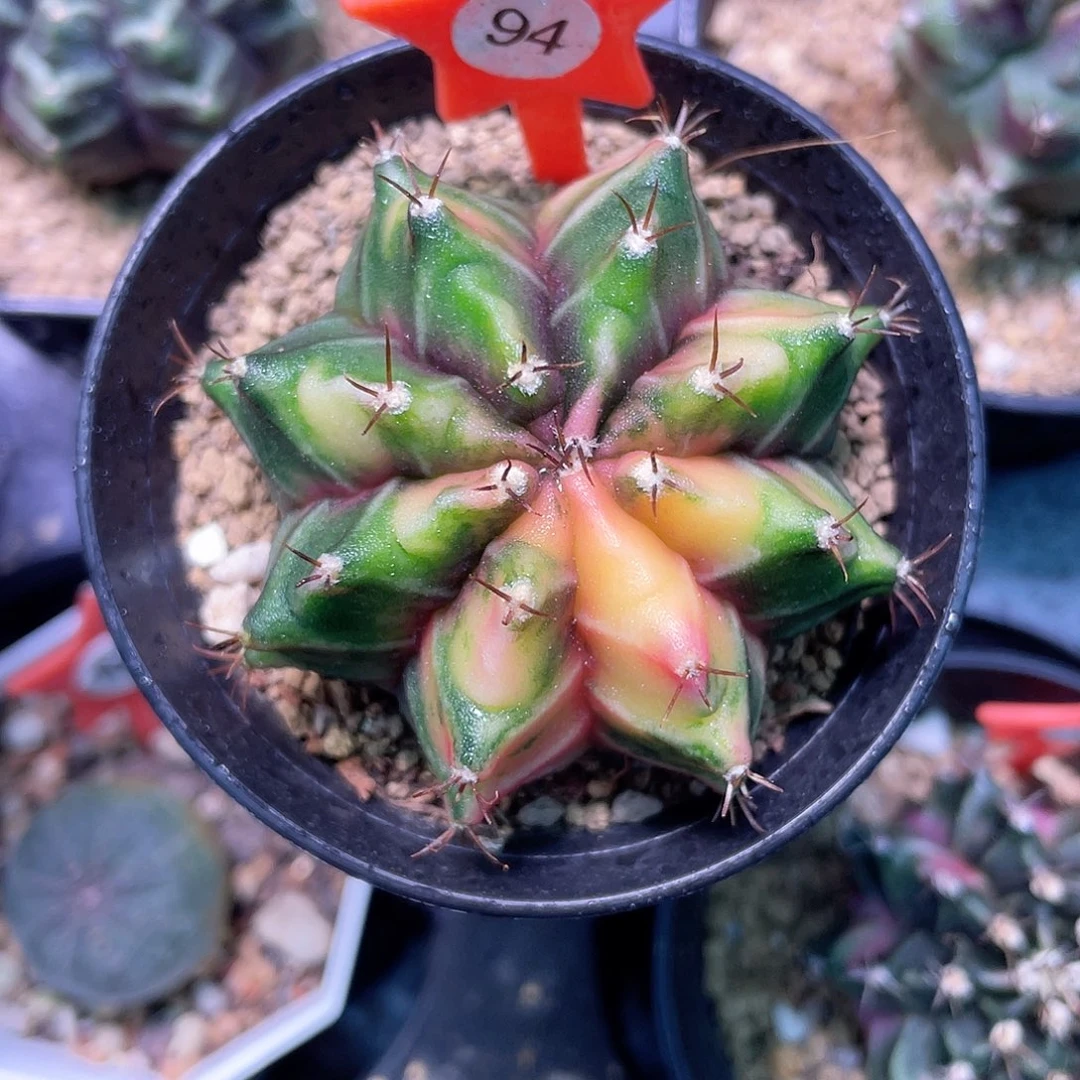 1-94米哈锦5.2厘米