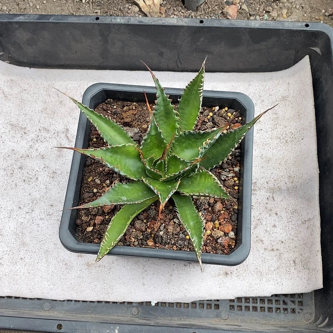 美密刺蒙塔娜龙舌兰