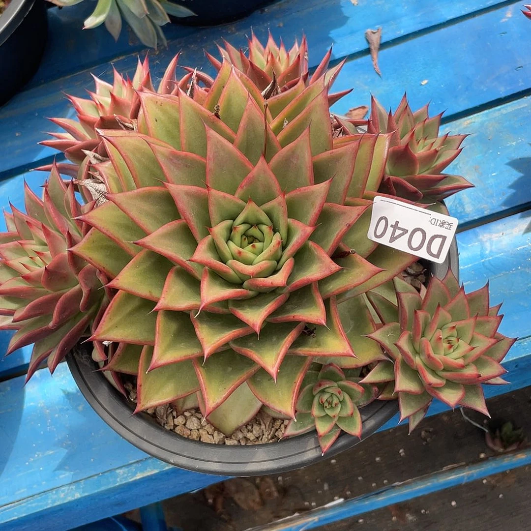 若如东云单拍D040