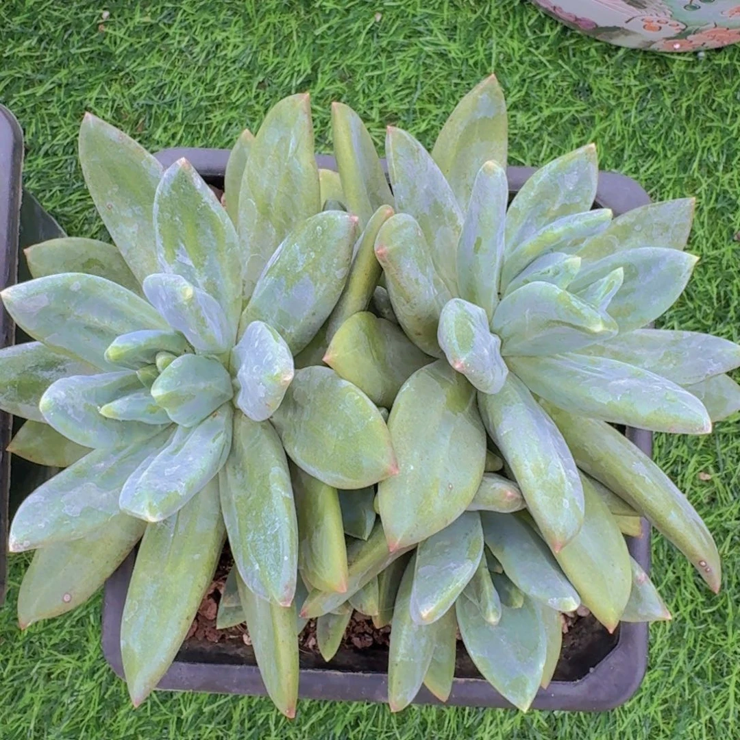 海洋之歌一物一拍