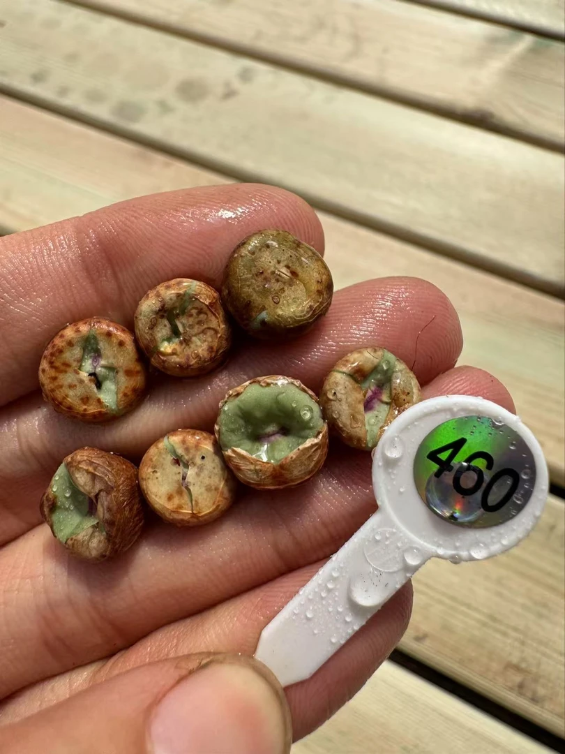 460多肉植物肉锥一颗