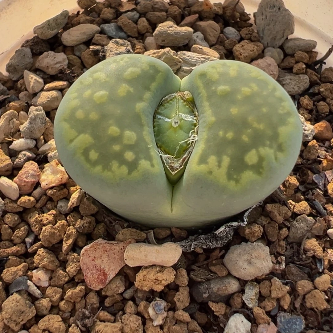 652多肉植物种类多样