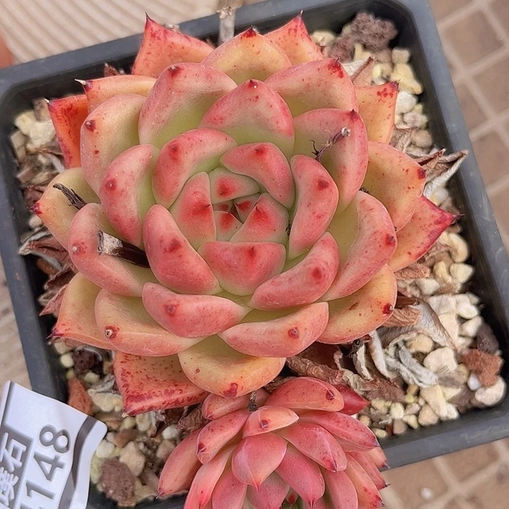 皮蛋24148多肉植物