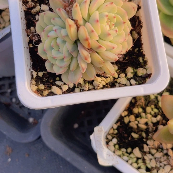 姬莲锦多肉植物58