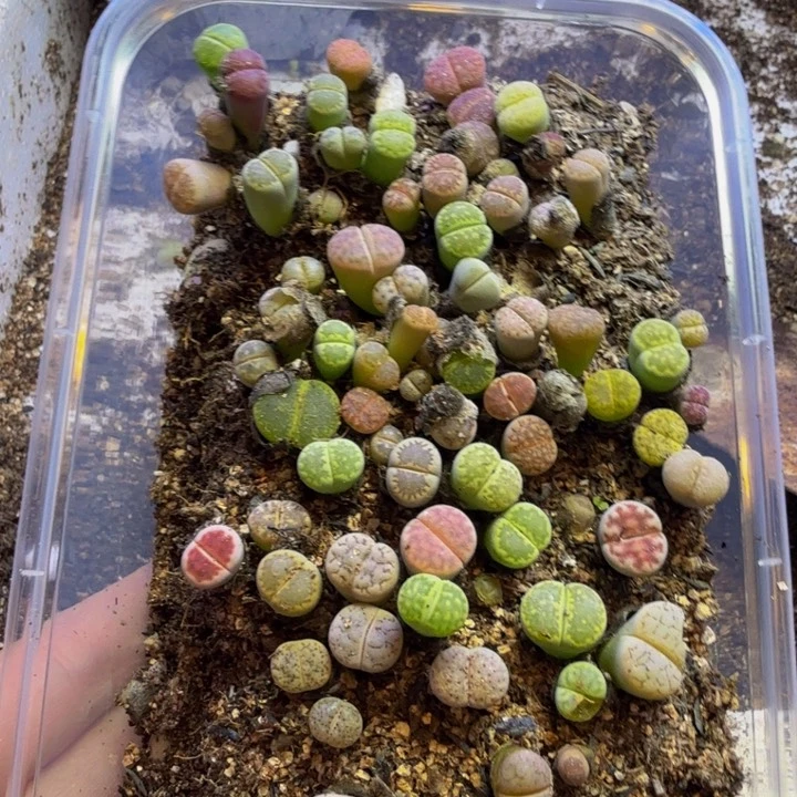 小*叶多肉葡萄的季节性44