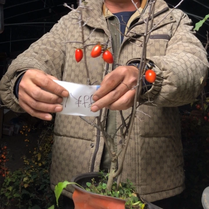 手***手无花朵老鸭汤一个