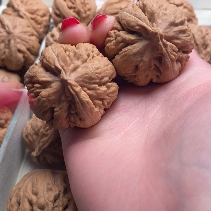 C***s霸王龙全品无修一刀没动