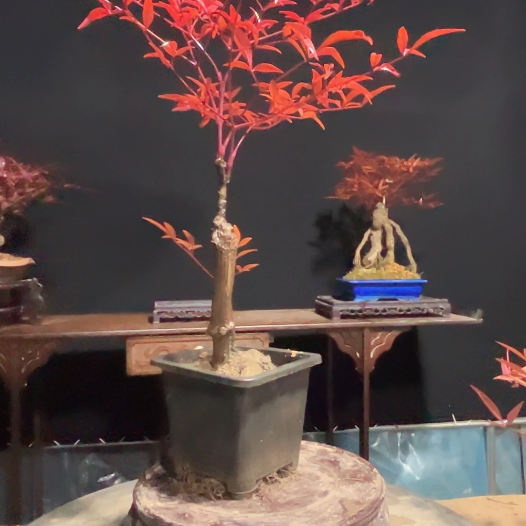 不开花植物00000001