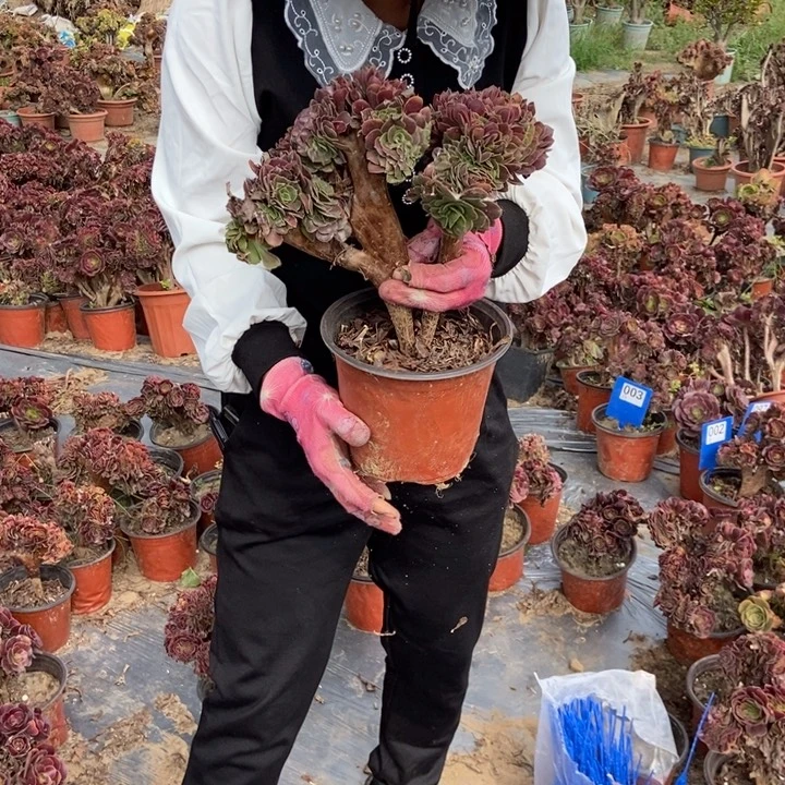 七***子A080欧紫缀化老桩老桩老桩