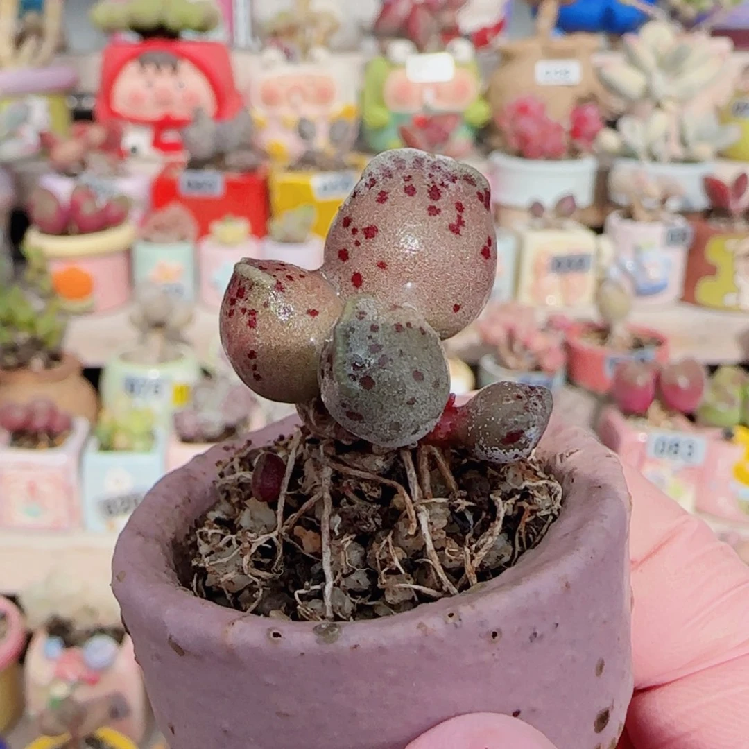 丸叶粉海豹 盆口3cm