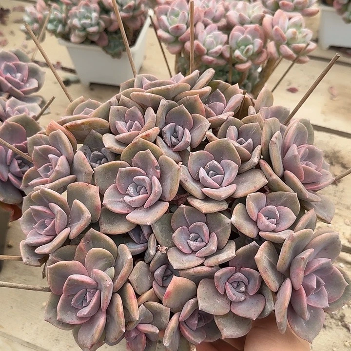 彩虹糖多肉植物的生长