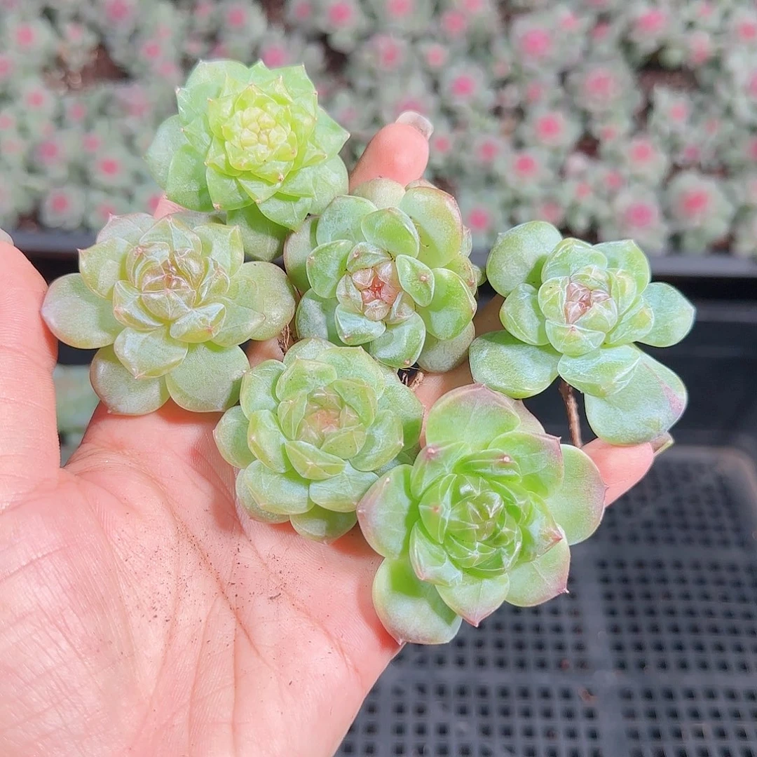 0925---224糖心珍妮