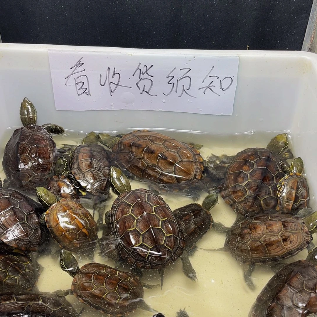 鱼***公中华草龟123456