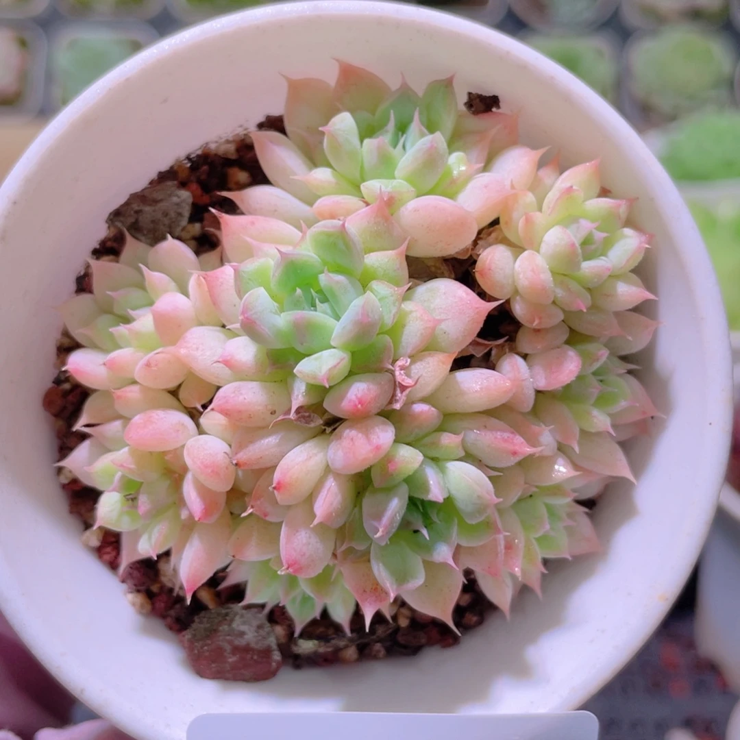 花利美23-463海王