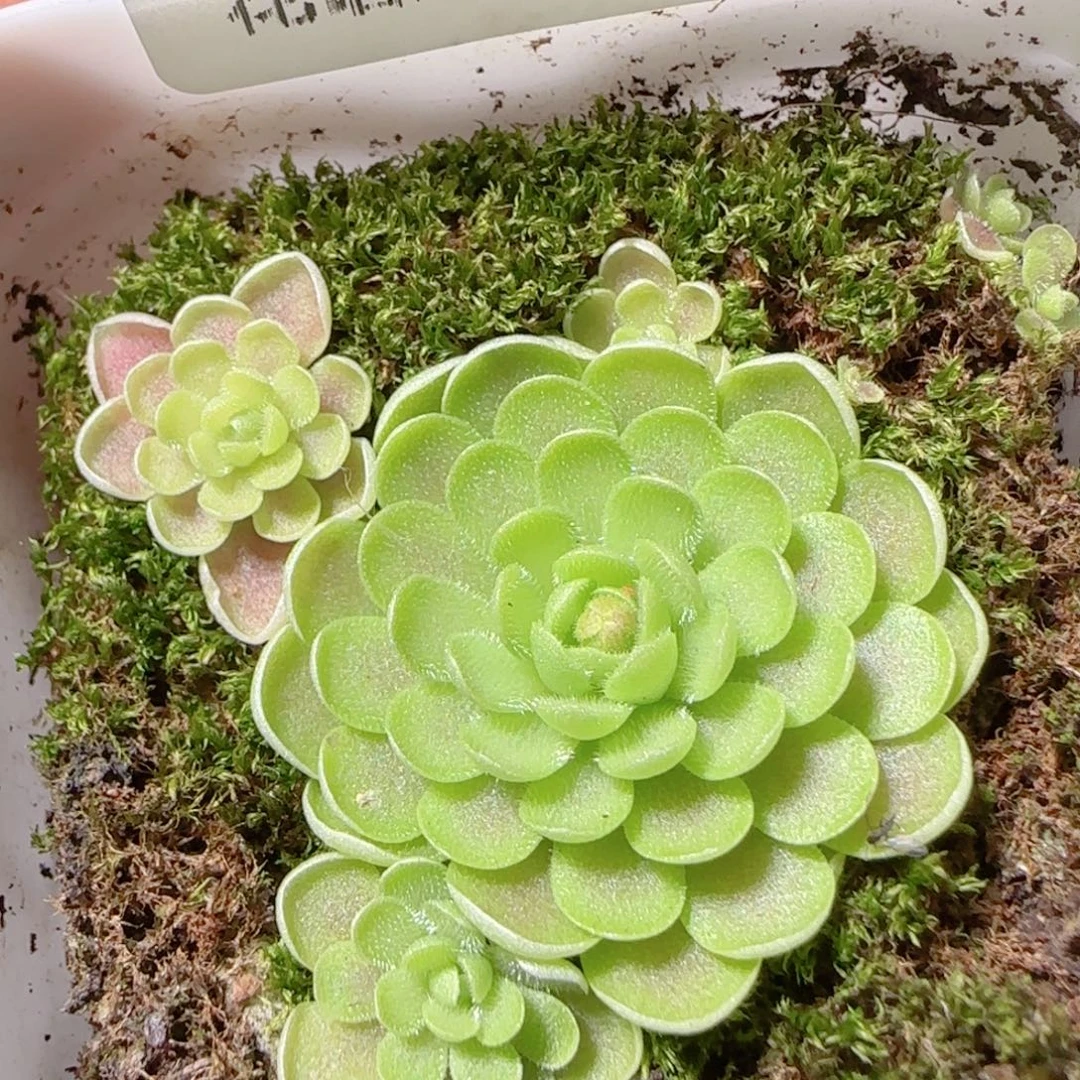 花语多肉1206-53爱丽丝捕虫堇