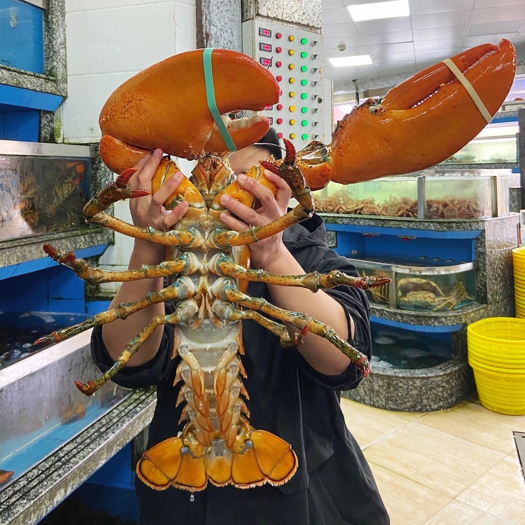 波士顿大龙虾3-6斤/只新鲜超低温速冻发货超大只波龙发顺丰