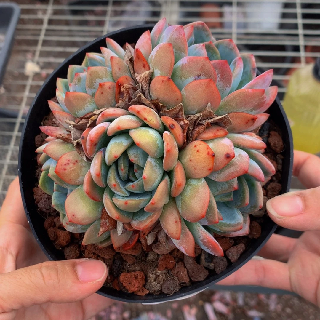 焦****卷52706全明星嗯嗯嗯嗯好喜欢