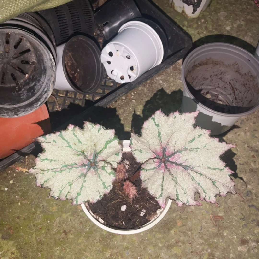 无花朵q9366 （泰国杂菜捡漏无售后）