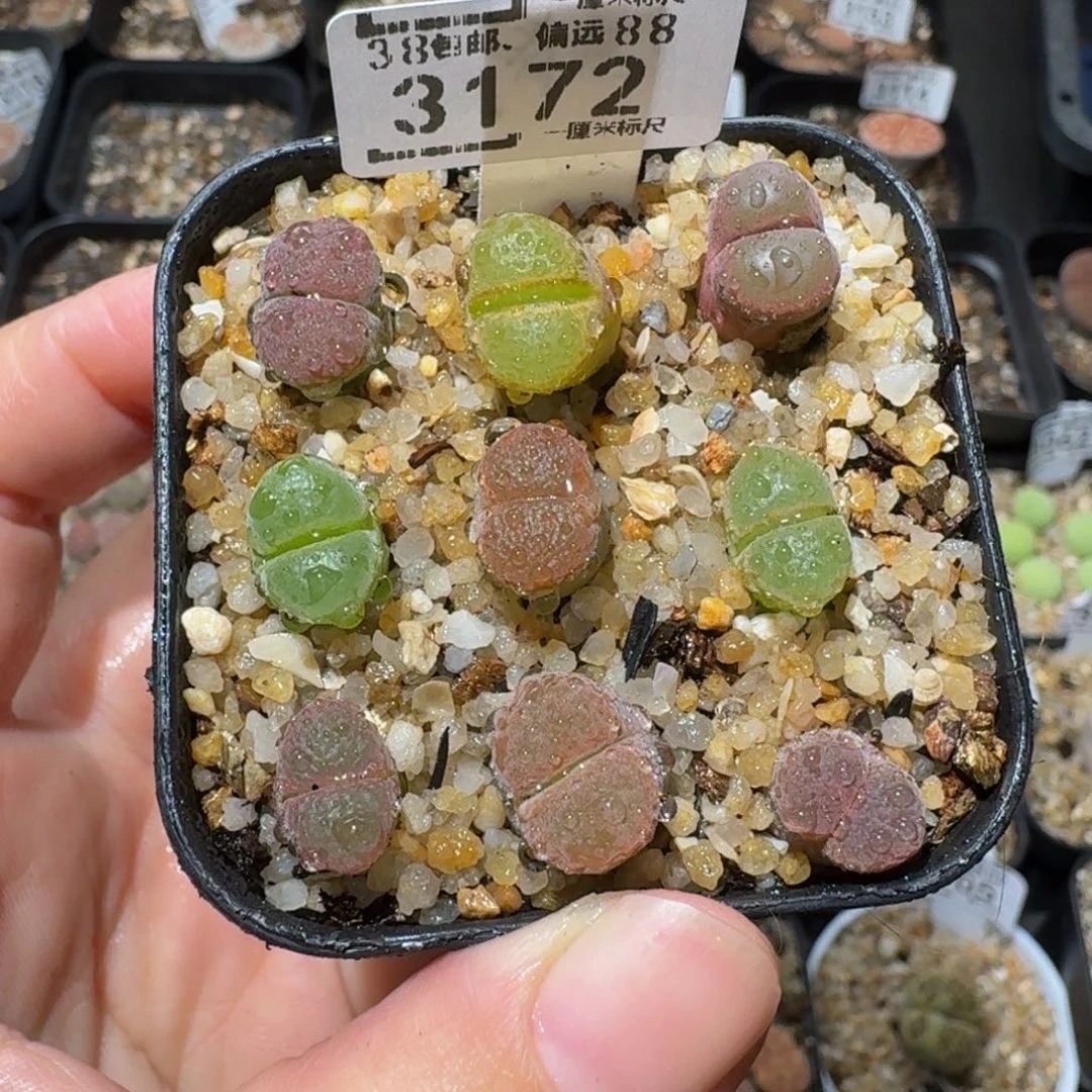 怎么还不开学生石花3172