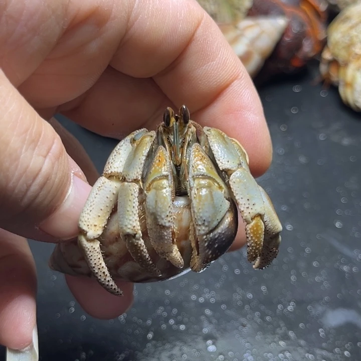 异色澳瓜2.9口径需要拍加热包