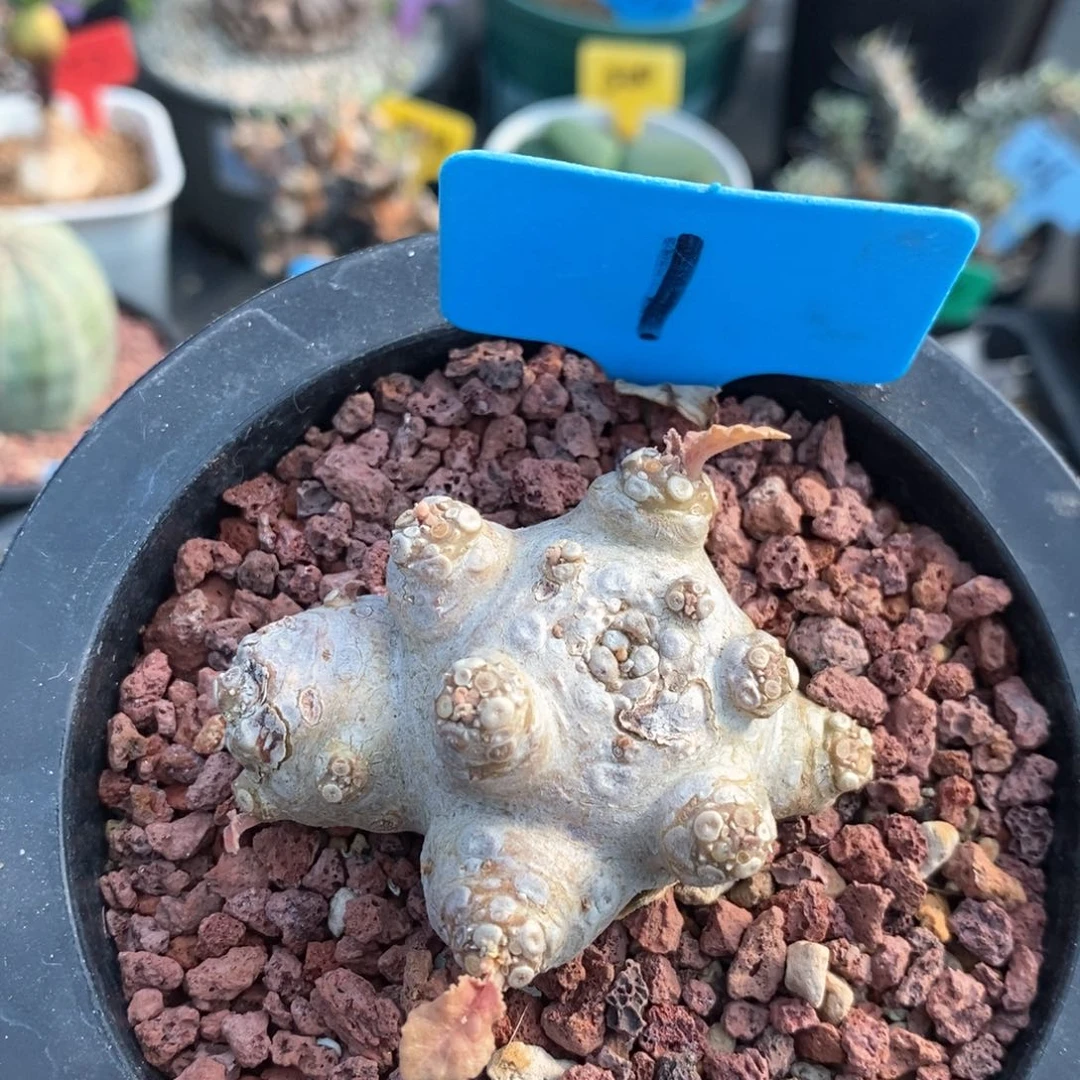 白皮流桑多肉植物