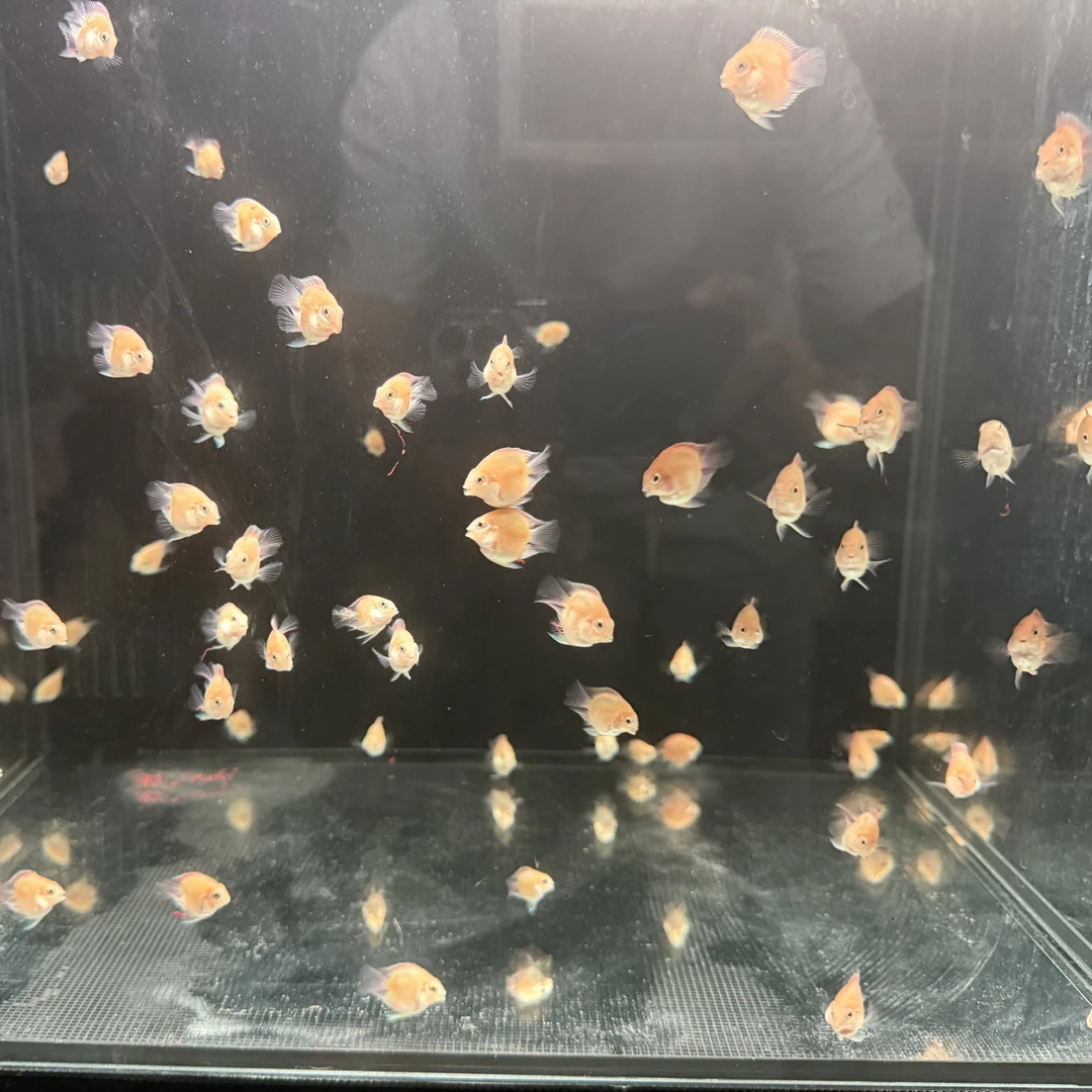 迷你鹦鹉桃心胭脂粉两个月苗