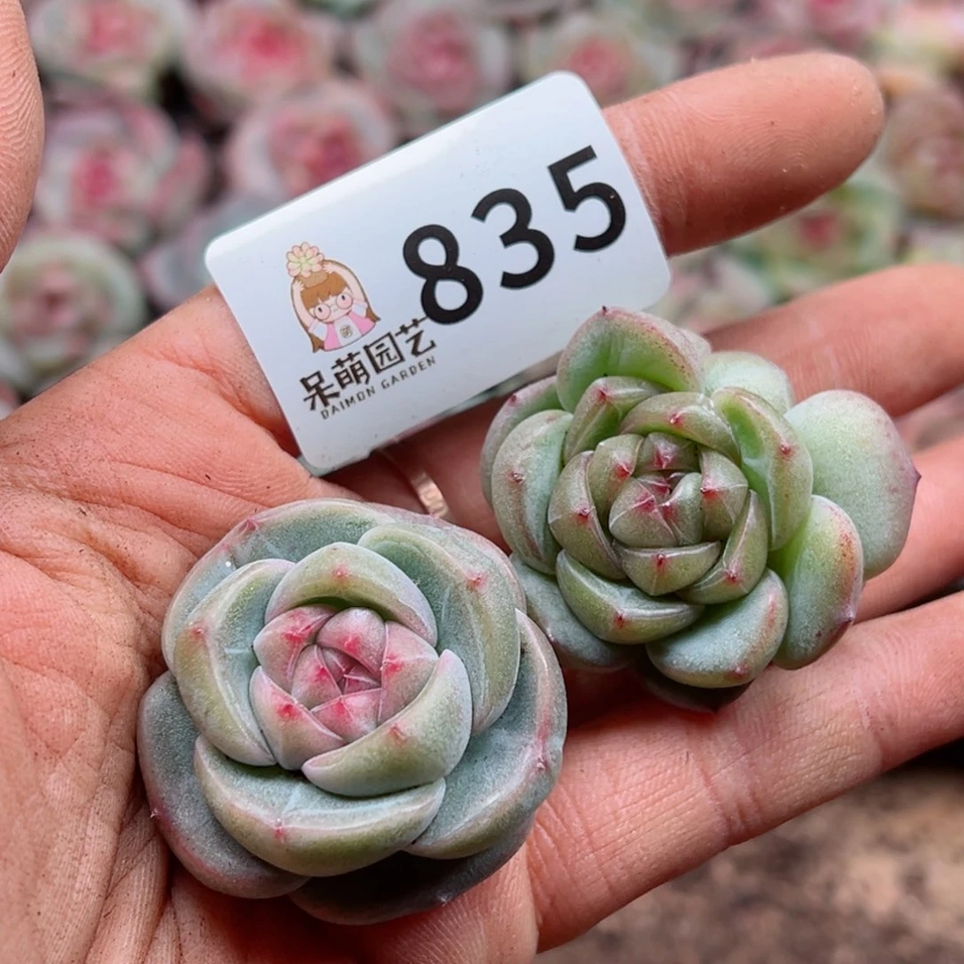 多肉植物多肉植物