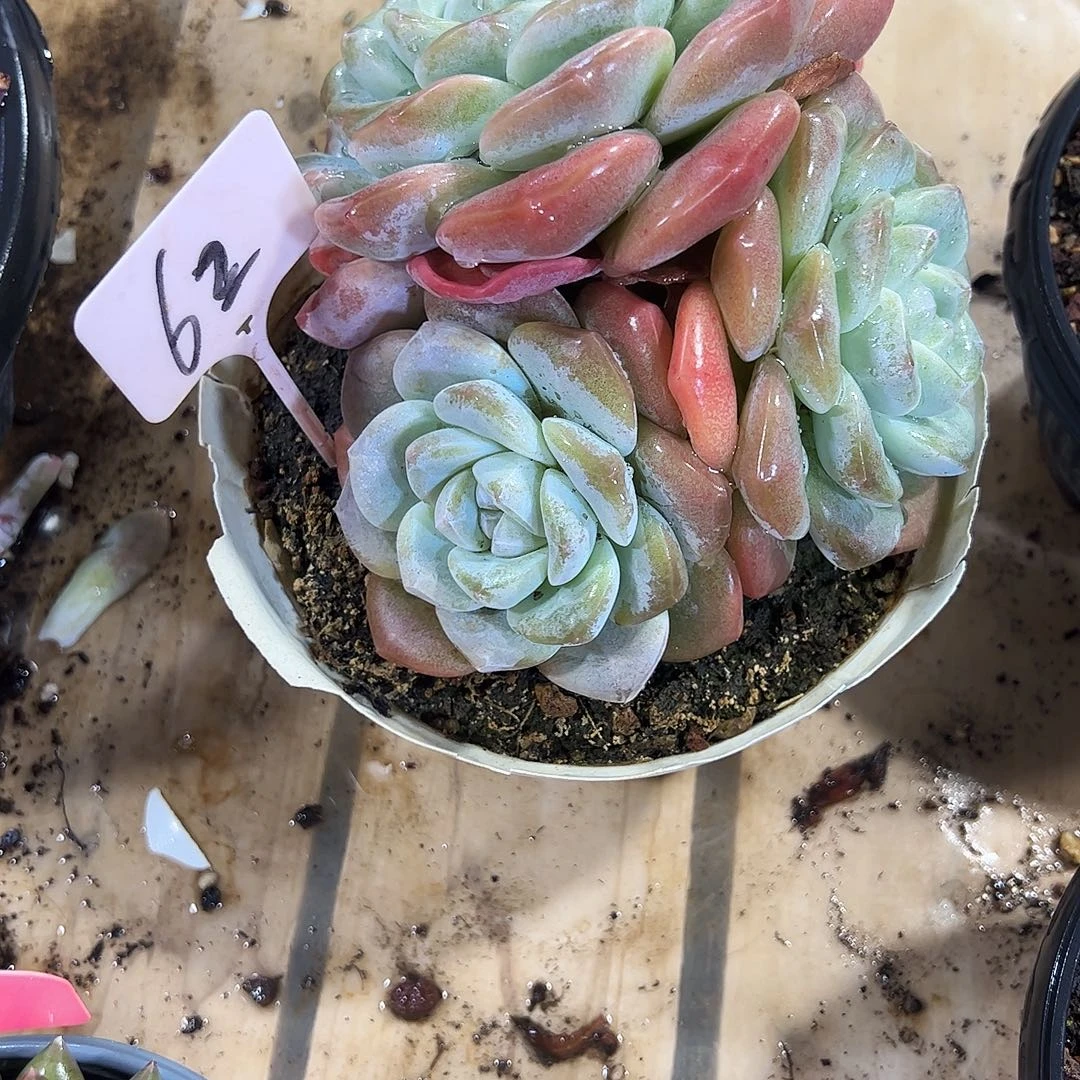 冰玉老桩62号多肉植物