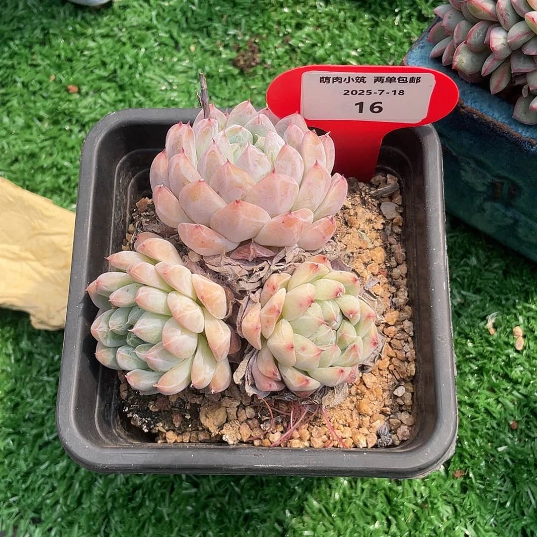 初***ぃ萌肉小筑0718-16如梦令