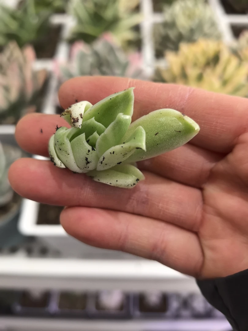 多肉植物一物一拍，不知名圆叶子