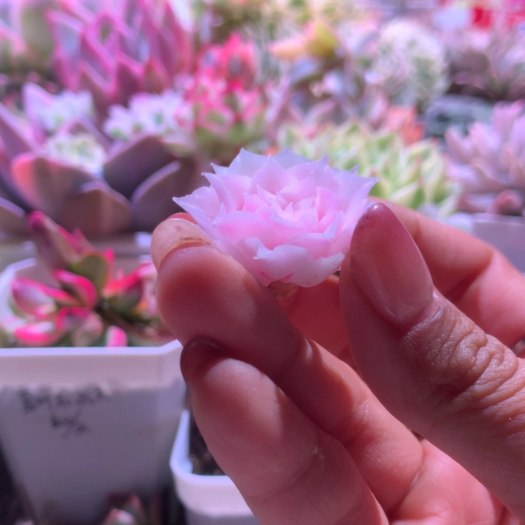 墨***送送送送送送送送