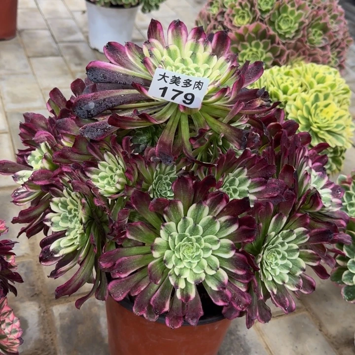 静**深水木年华捧花179肉肉