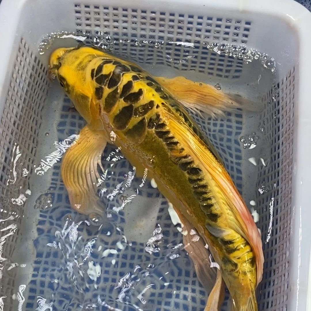 锦鲤冷水锦鲤包邮