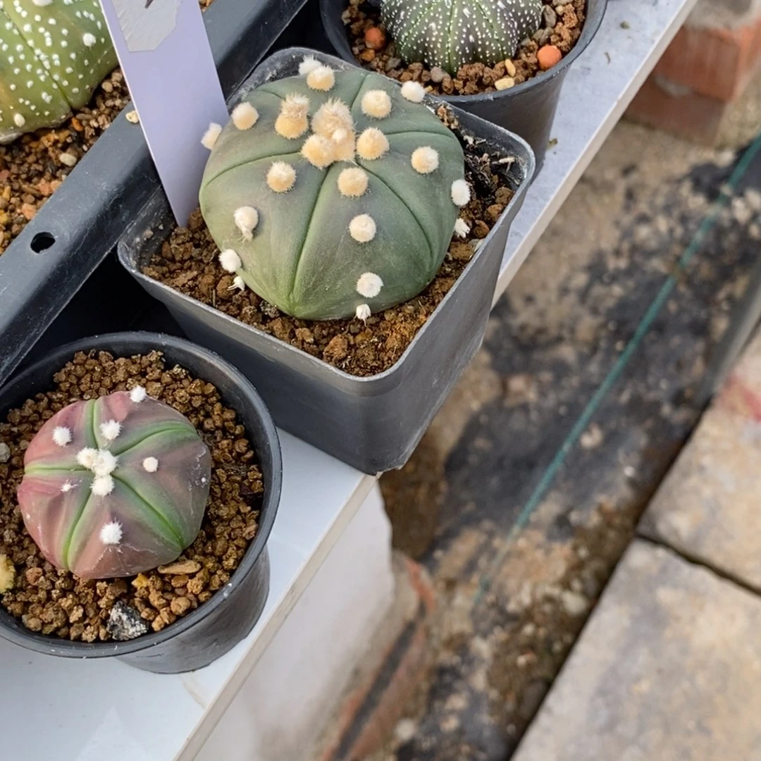 若无刺仙人球开花