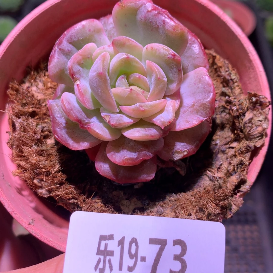 乐然19-73 熔晶单头