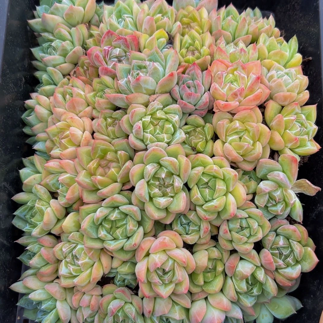 084多肉植物和植物在生长发育