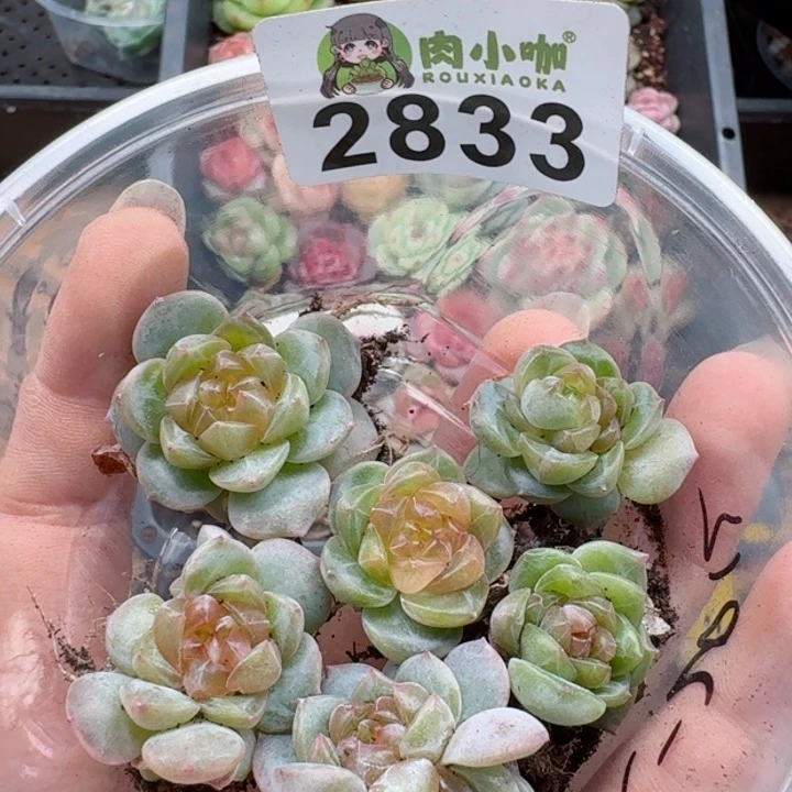 多肉植物多肉植物