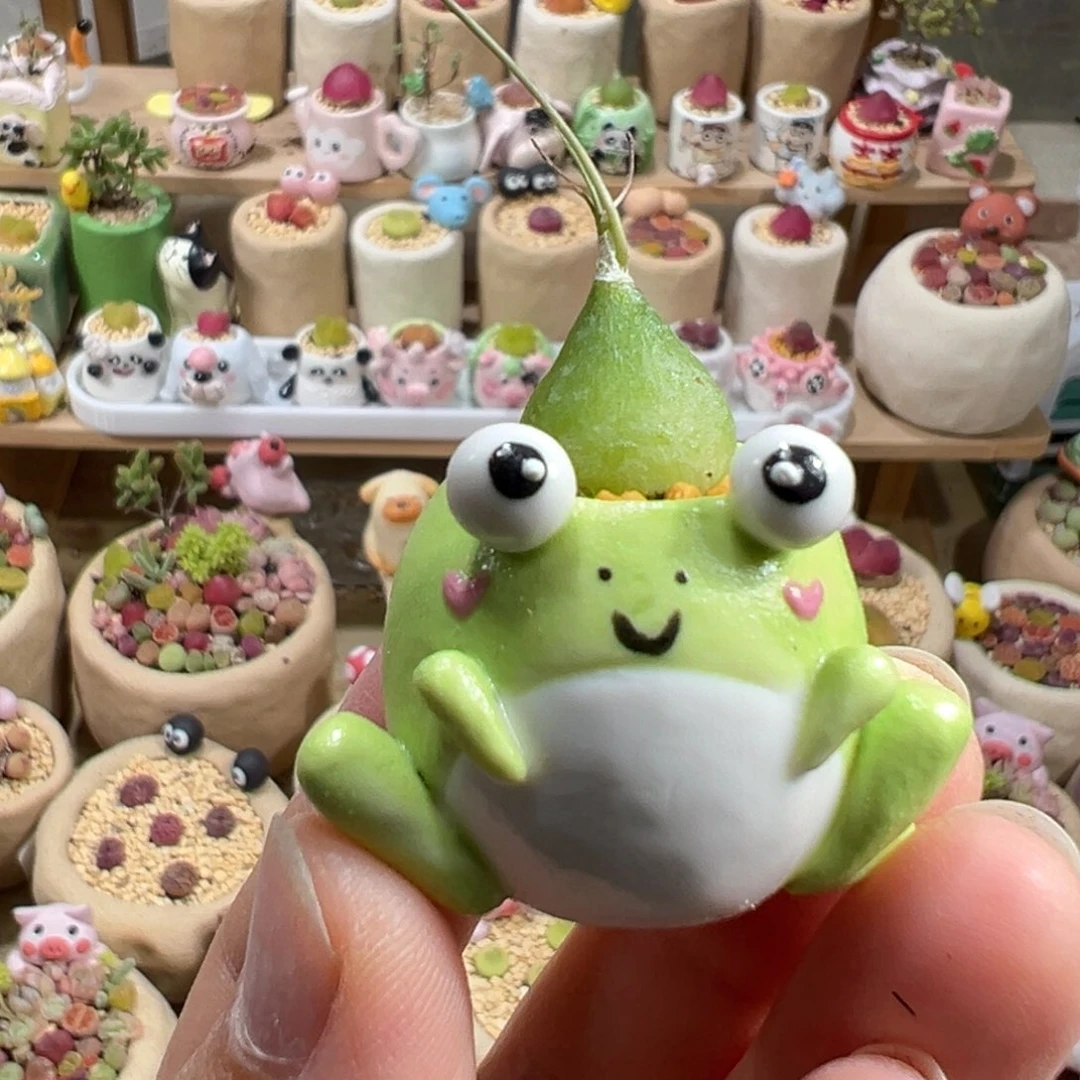 多肉植物17号拇指盆