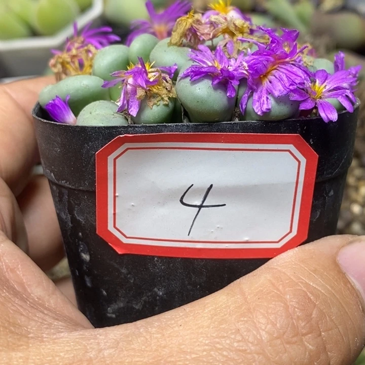 小***朵53666666566699999888