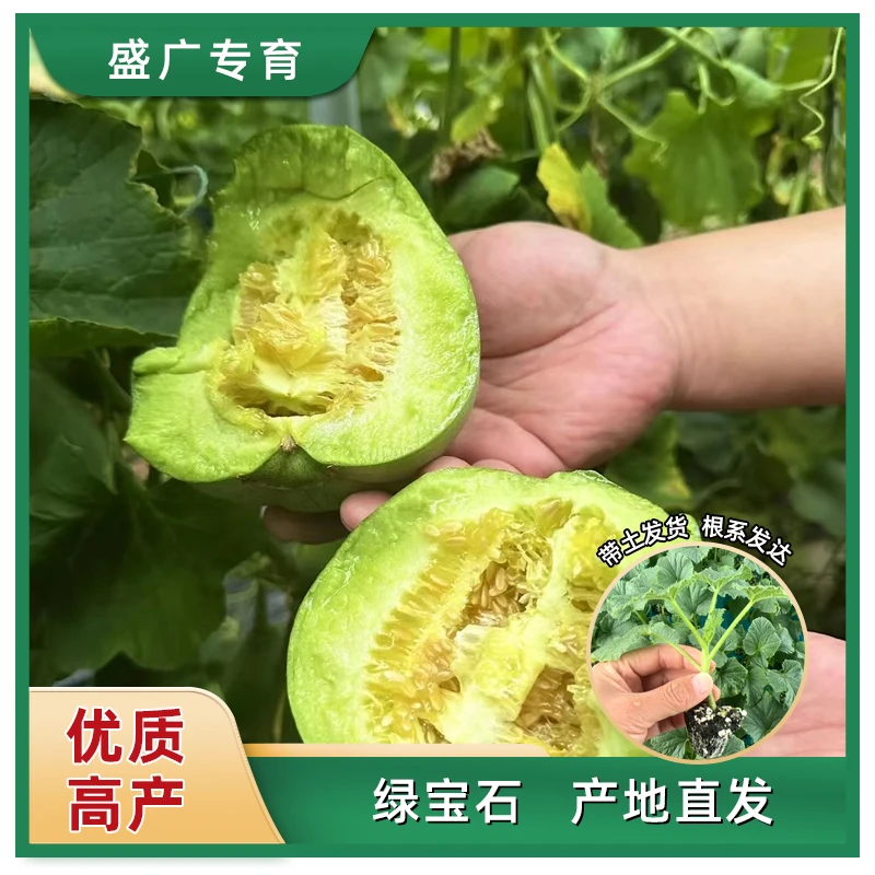 【甜瓜】山东寿光苗厂直发绿宝石博洋玉菇甜瓜