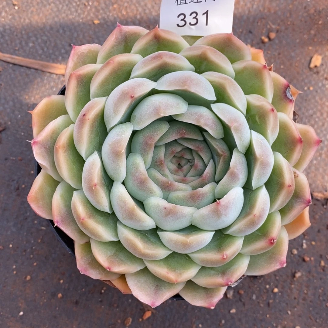 暖*。杂交精品多肉331